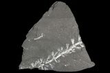 Fossil Horsetail (Sphenophylum) - Pennsylvania #79732-1